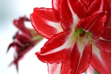 red amaryllis in macro shot pirkt