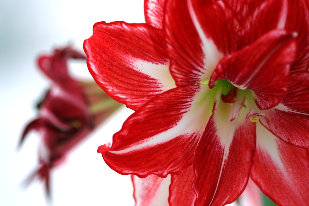 red flower in macro shot