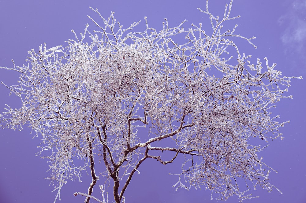 árvore branca da flor da cerejeira durante o dia