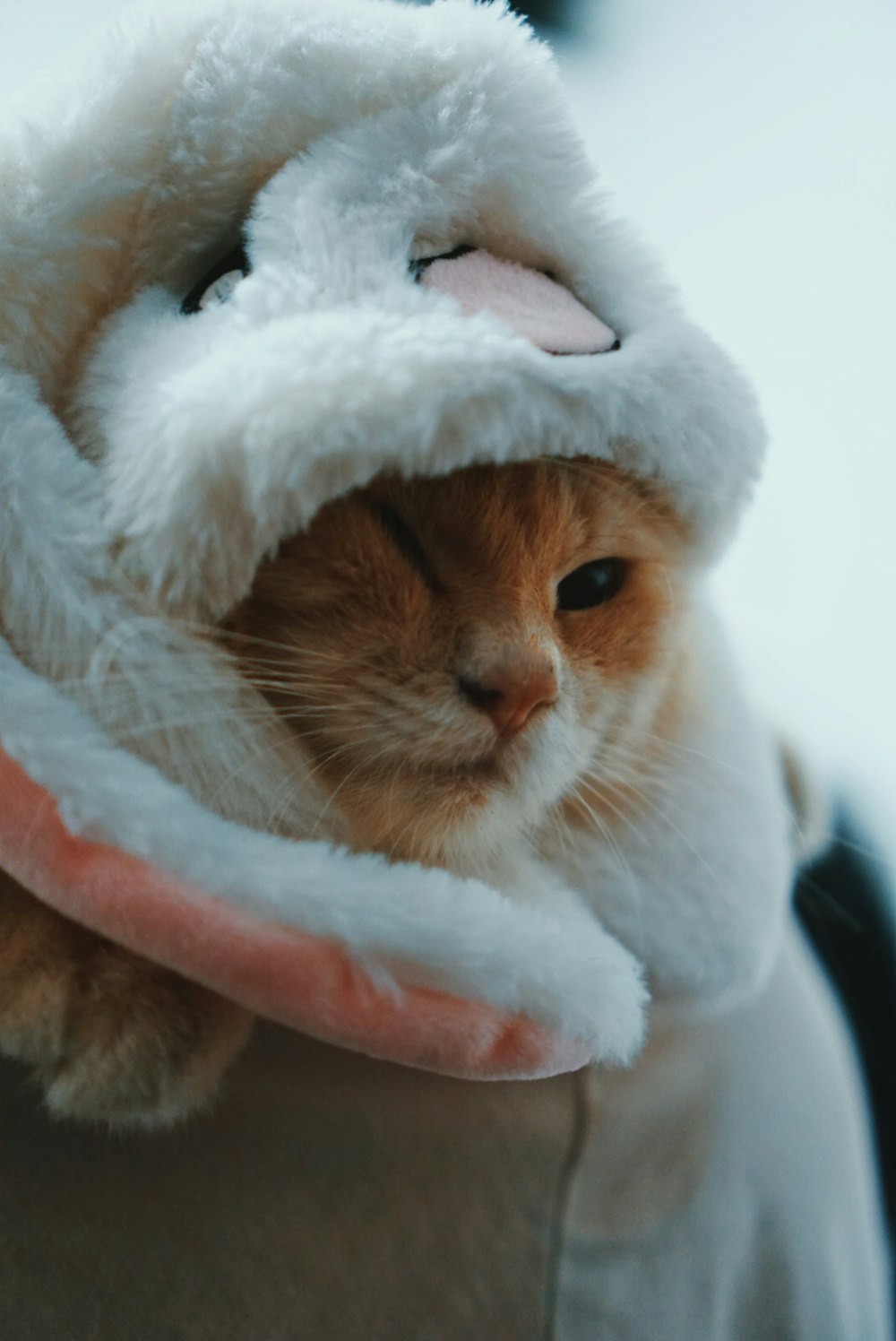 white and brown cat wearing white hat