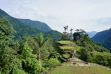 green trees on mountain during daytime