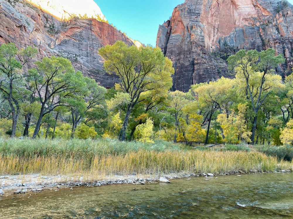 green trees near brown rocky mountain during daytime