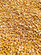 yellow and brown beans on brown wooden table