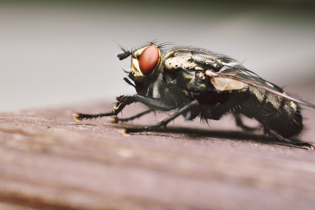 black fly on brown surface