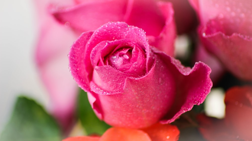 pink rose in bloom macro photography