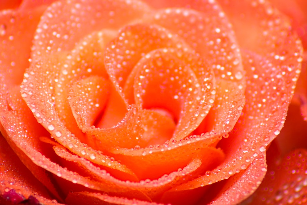 rosa laranja com gotículas de água