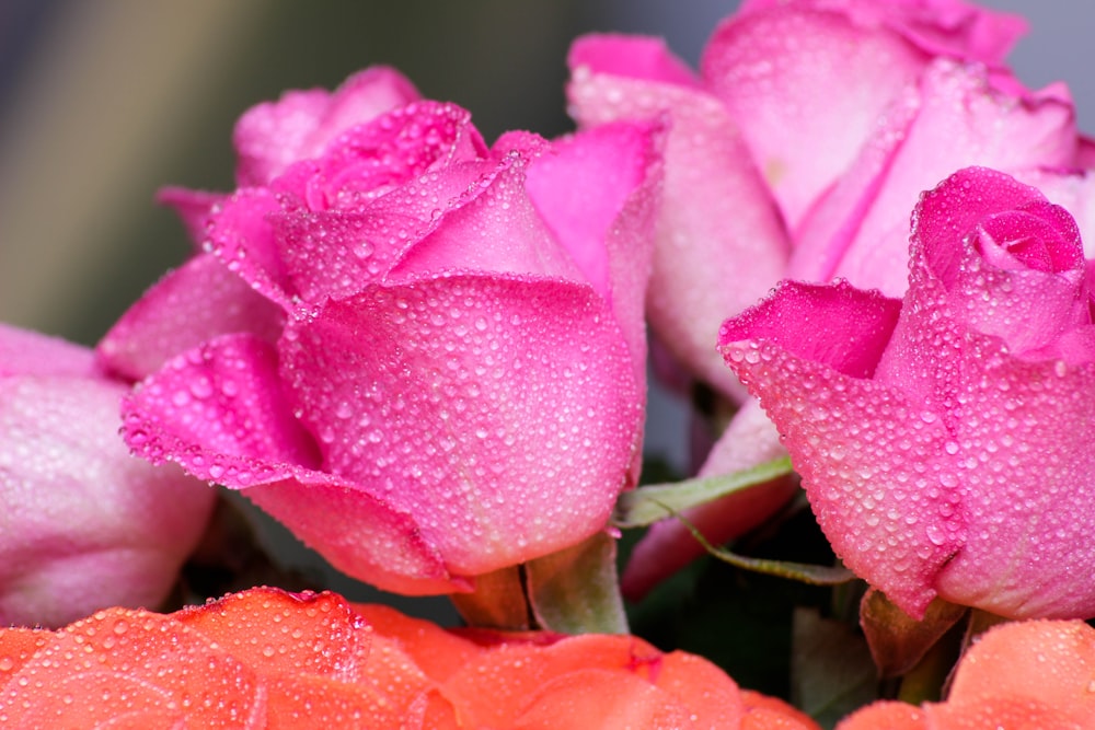 a bunch of pink roses with water droplets on them