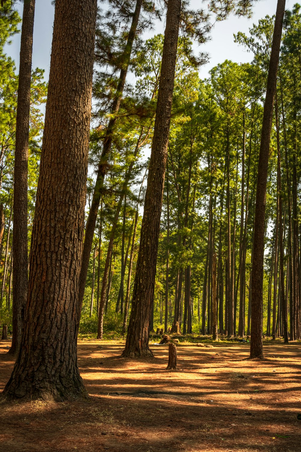 green trees on brown soil during daytime