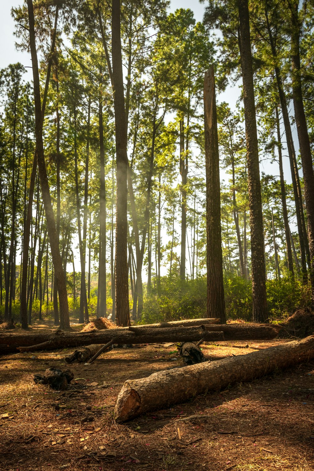 brown tree log on forest during daytime