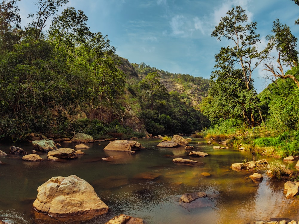 green trees beside river under blue sky during daytime