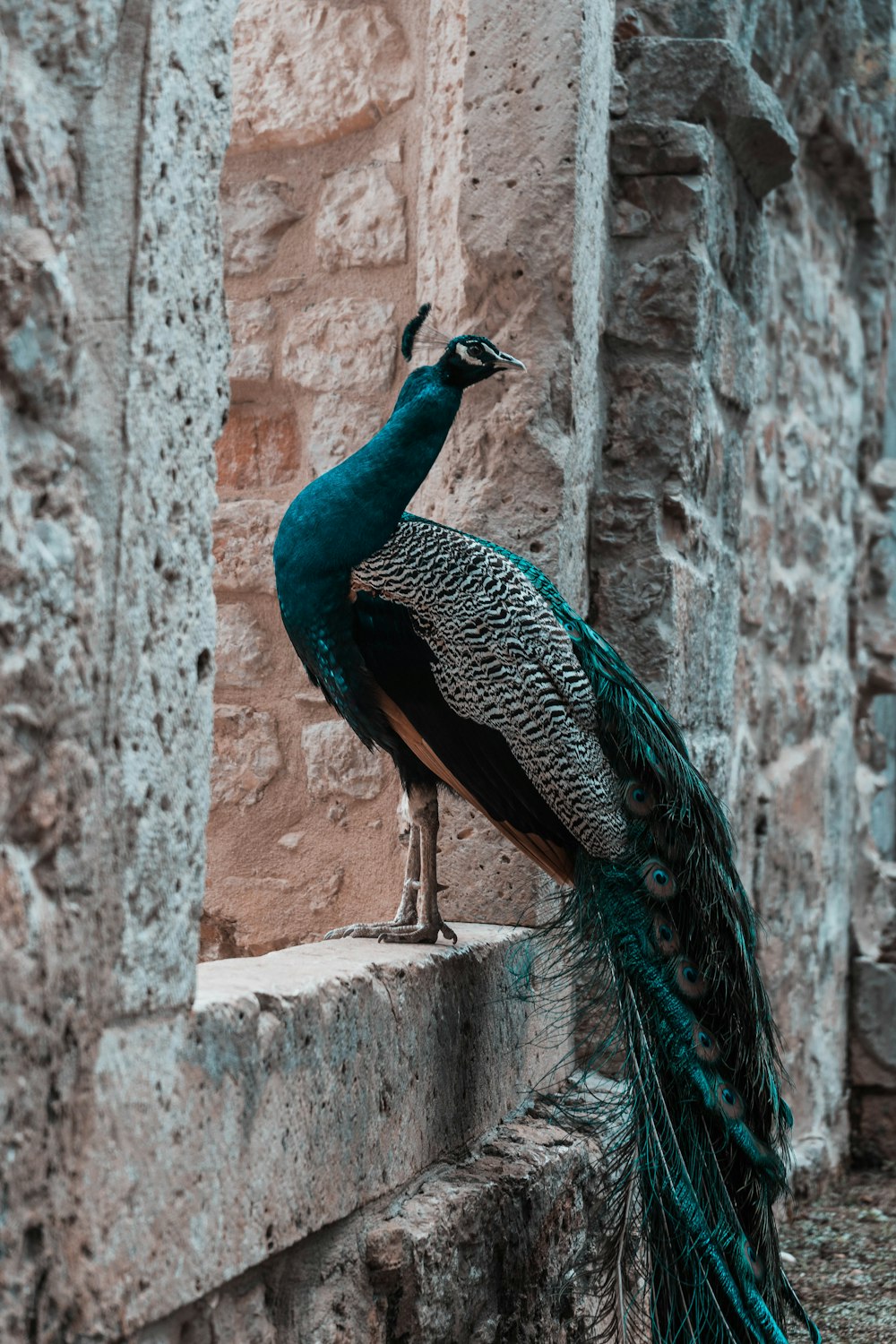 blue peacock on brown wooden fence during daytime