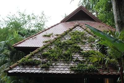A sloped roof is covered with tiles and interspersed with patches of green foliage. The roof is part of a wooden structure surrounded by dense greenery, including tropical trees and plants.