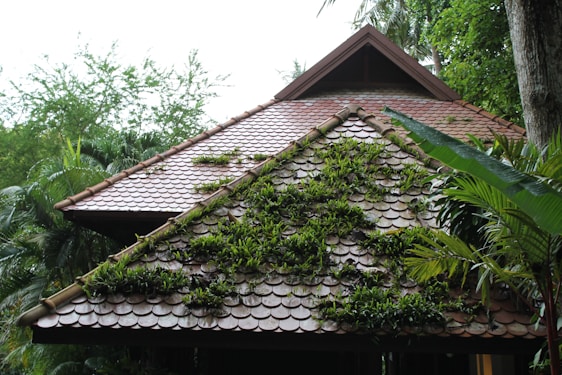 A sloped roof is covered with tiles and interspersed with patches of green foliage. The roof is part of a wooden structure surrounded by dense greenery, including tropical trees and plants.