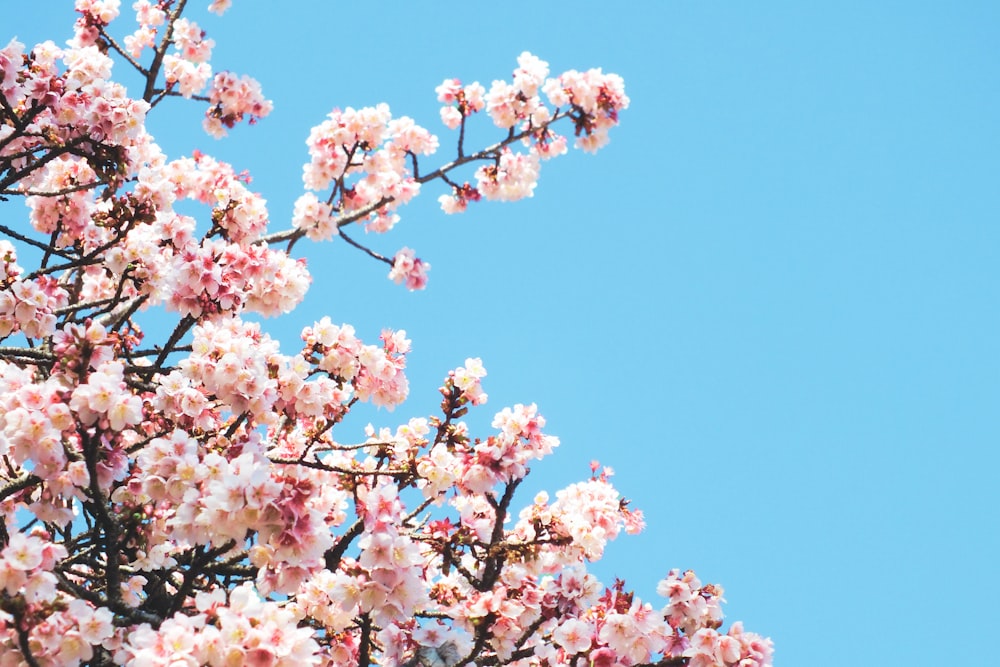 white and pink cherry blossom under blue sky during daytime