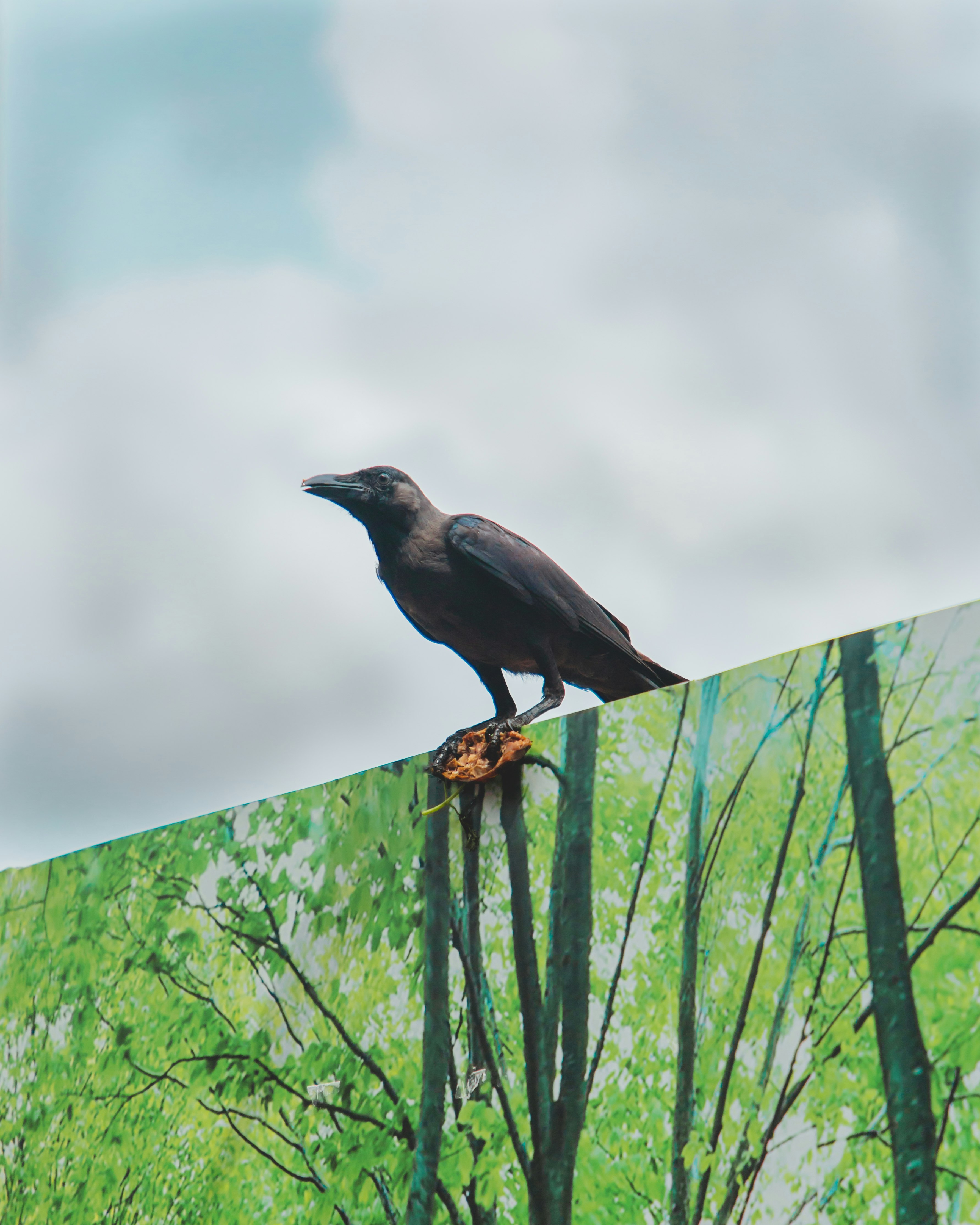 black bird on green wooden fence during daytime