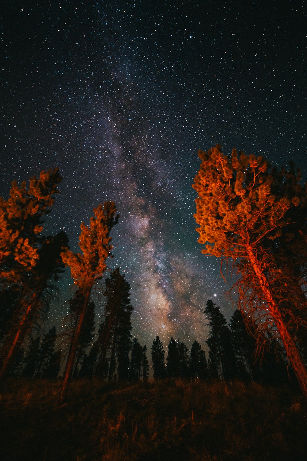 brown trees under starry night