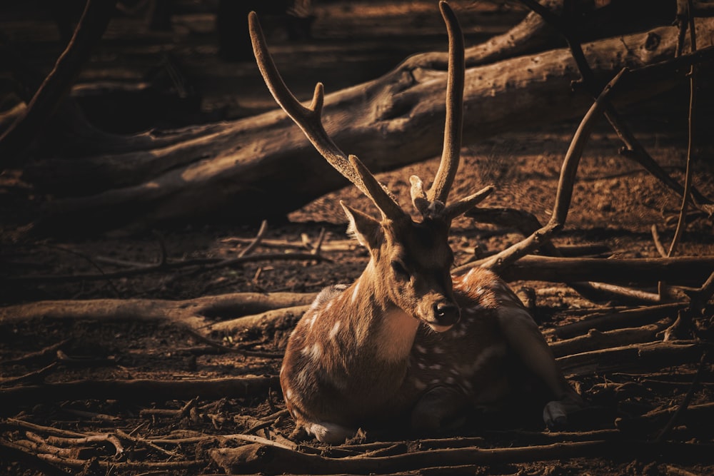 brown deer lying on ground