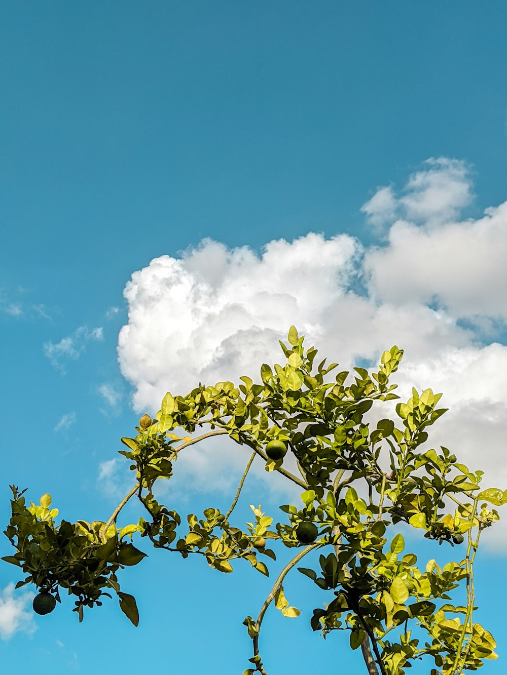arbre à feuilles vertes sous ciel nuageux ensoleillé bleu et blanc pendant la journée