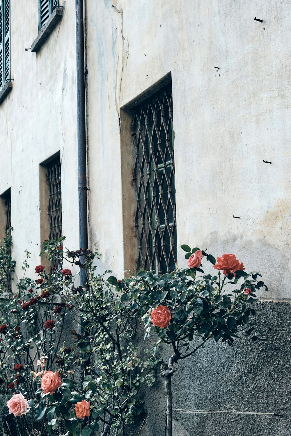 flores rojas en una pared de hormigón gris