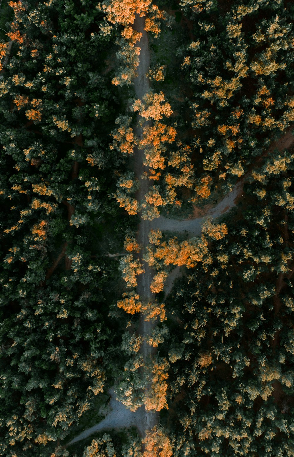 green and brown trees during daytime