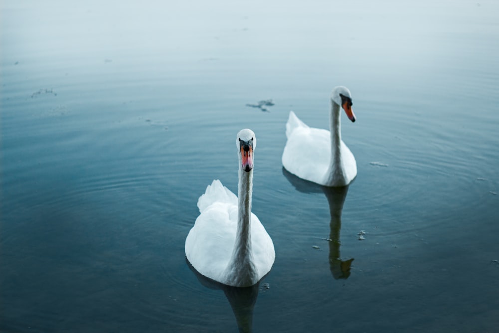 white swan on water during daytime