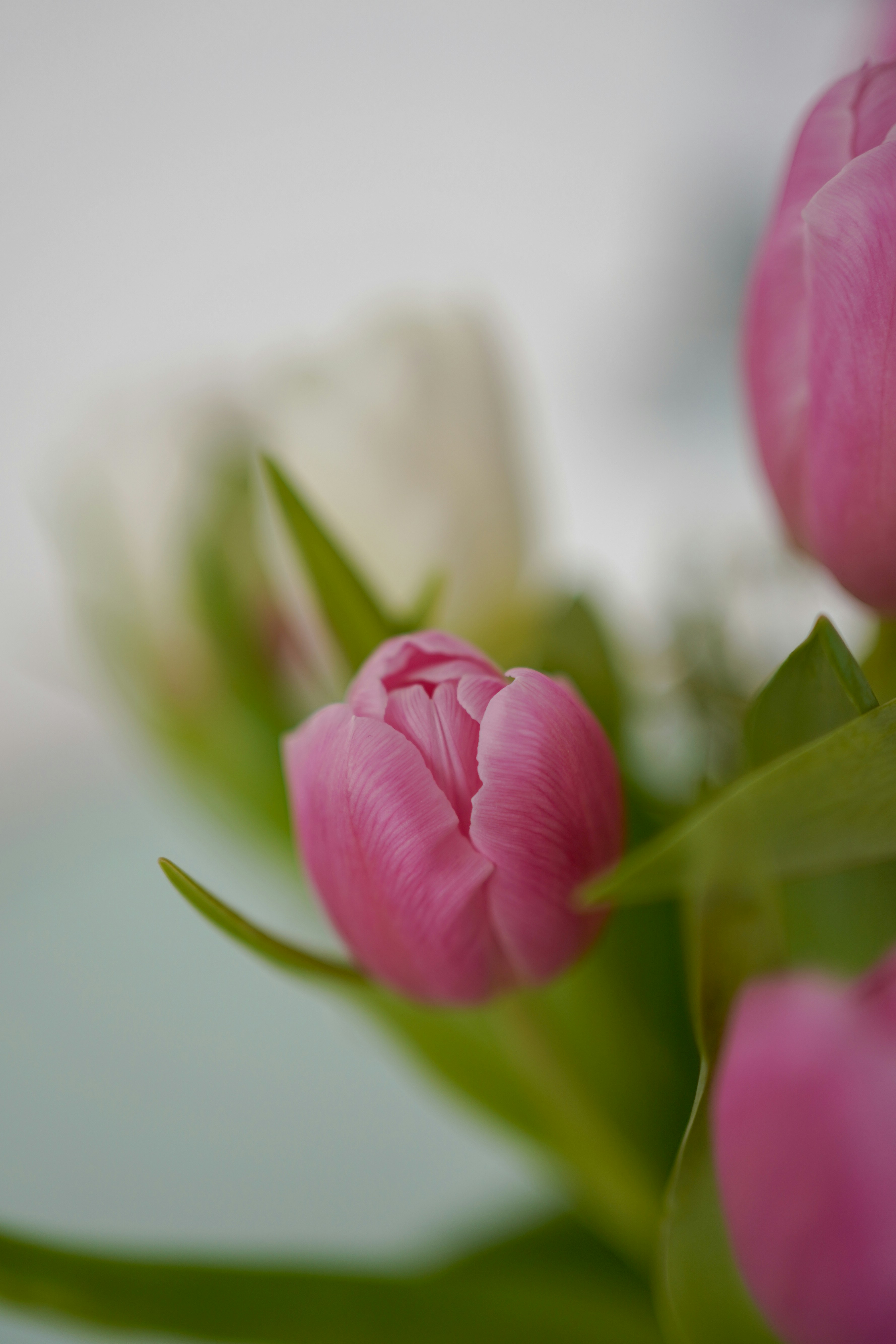 Photo by veronikadiegel