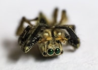Close-up of a jumping spider’s expressive eyes reflecting sunlight.