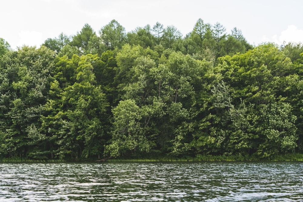 green trees beside body of water during daytime