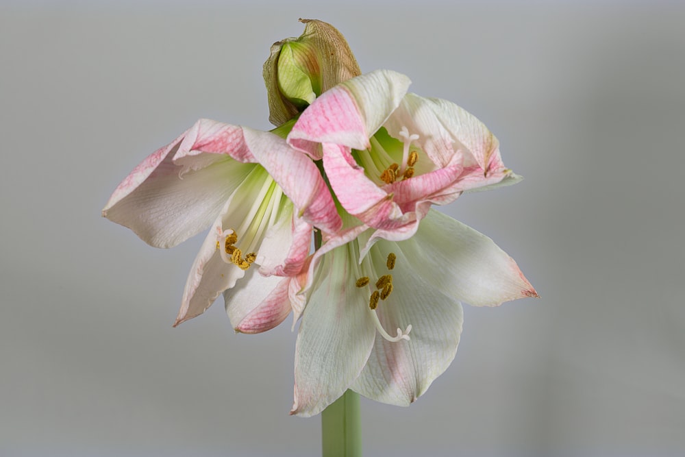 white and pink flower in close up photography