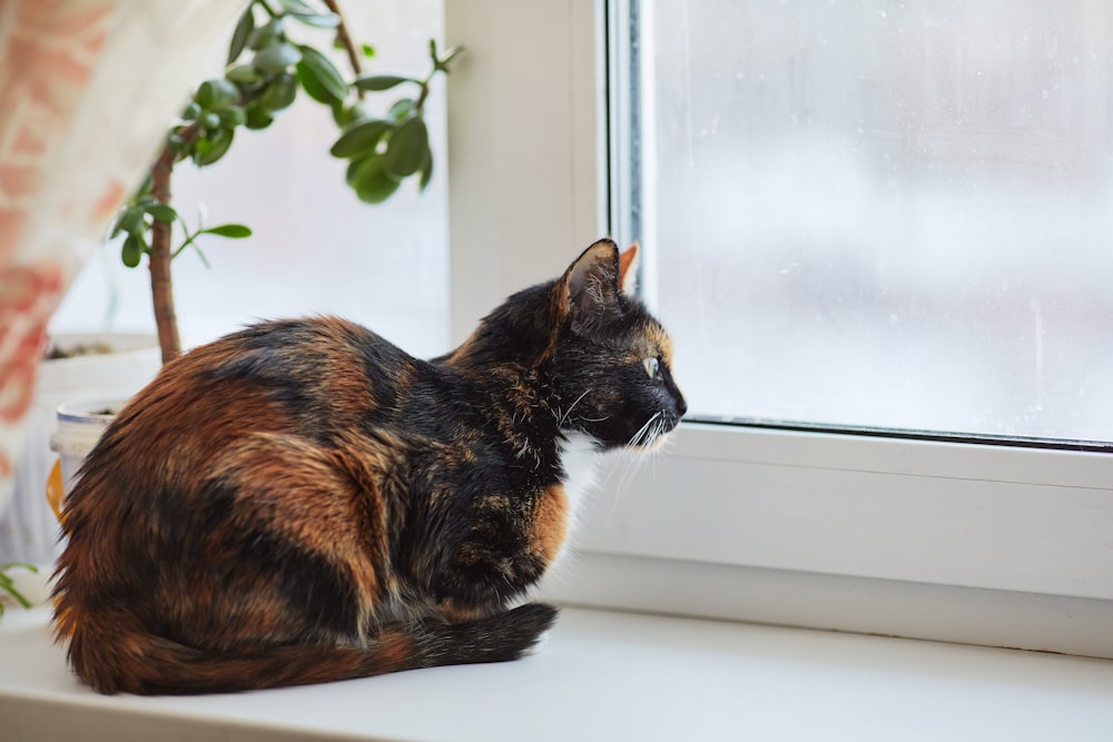 白いテーブルの上の茶色と黒の猫