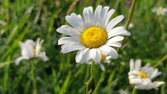 A close-up of a blooming daisy with white petals and a vibrant yellow center, set against a blurred background of green grass and other daisies.