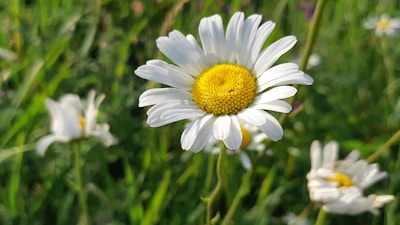 A close-up of a blooming daisy with white petals and a vibrant yellow center, set against a blurred background of green grass and other daisies.