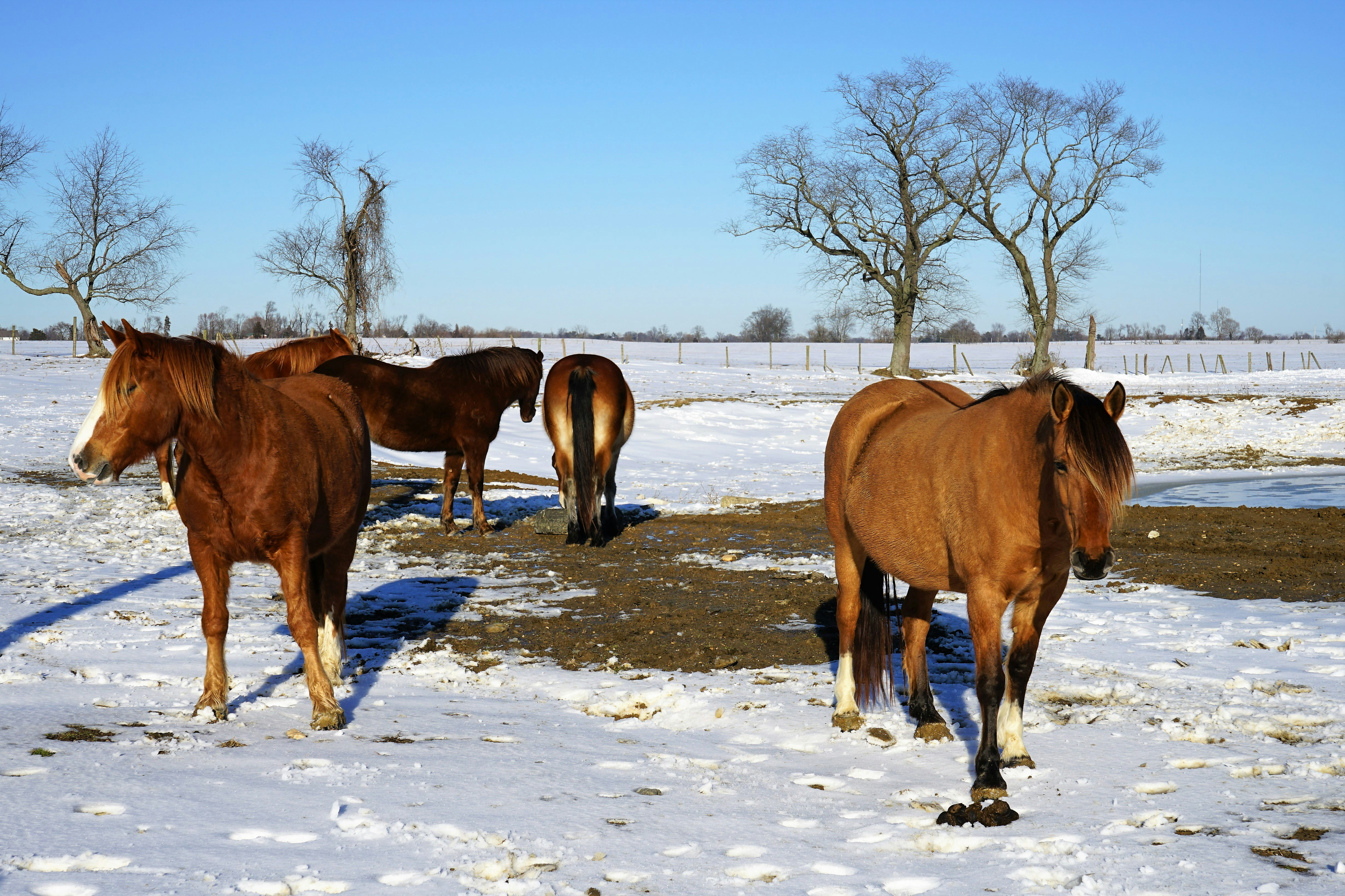 Horses on a winter day out on a farm field grazing.
