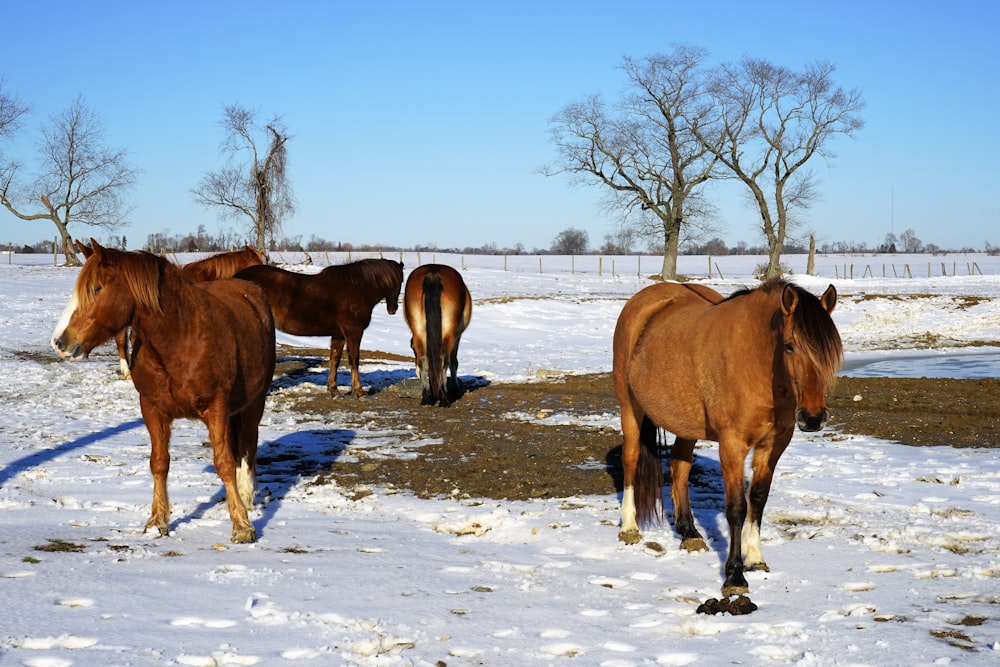 cavallo marrone sul campo di neve bianca durante il giorno