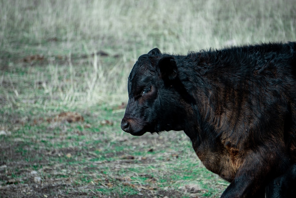 black cow on green grass field during daytime