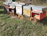 A row of colorful wooden beehives is set on orange crates amidst a grassy outdoor environment. Each beehive has a metal roof, and they are positioned closely together.