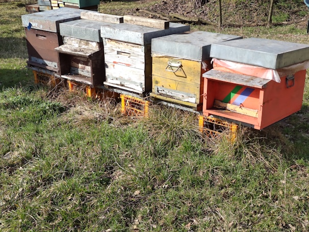 A row of colorful wooden beehives is set on orange crates amidst a grassy outdoor environment. Each beehive has a metal roof, and they are positioned closely together.
