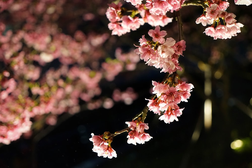 pink and white flowers in tilt shift lens