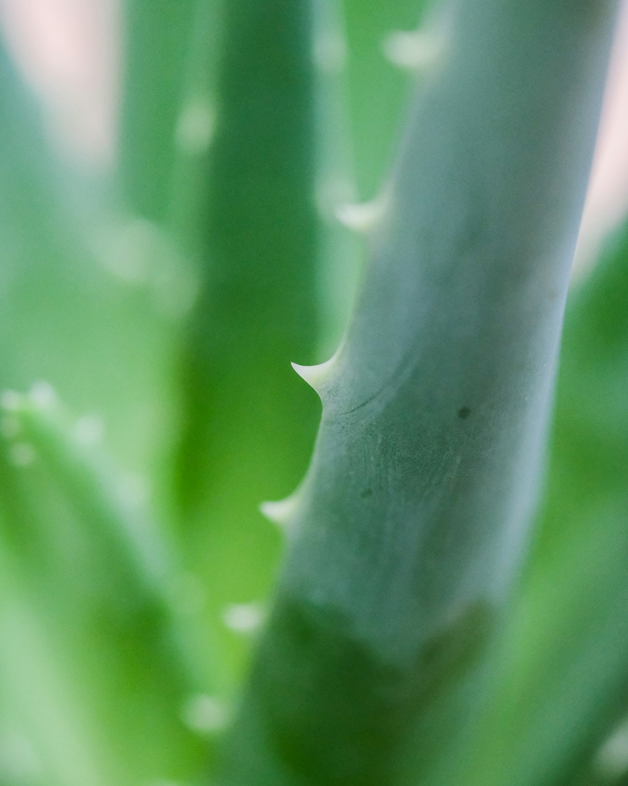 Close-up of an Aloe Vera leaf.