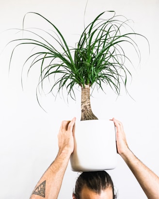 person holding green plant on white pot