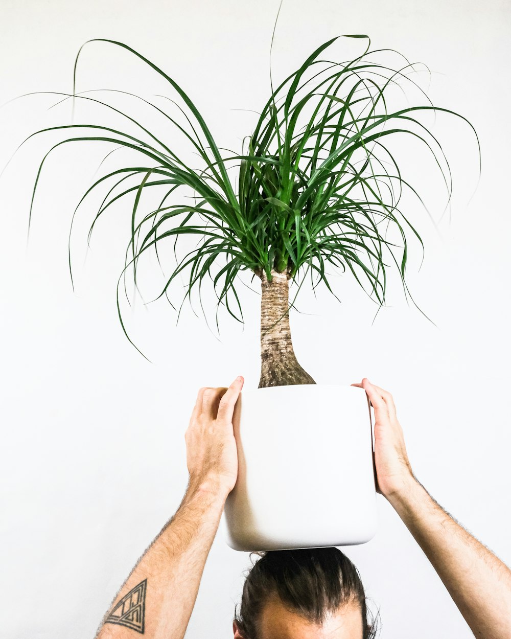 Persona sosteniendo planta verde en maceta blanca