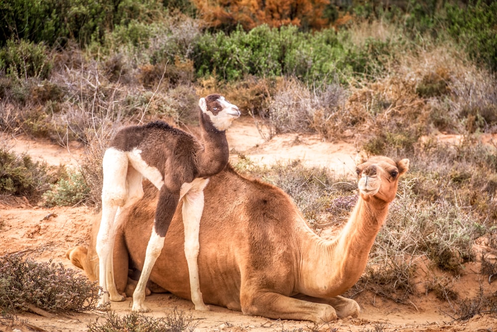 brown camel on brown grass field during daytime