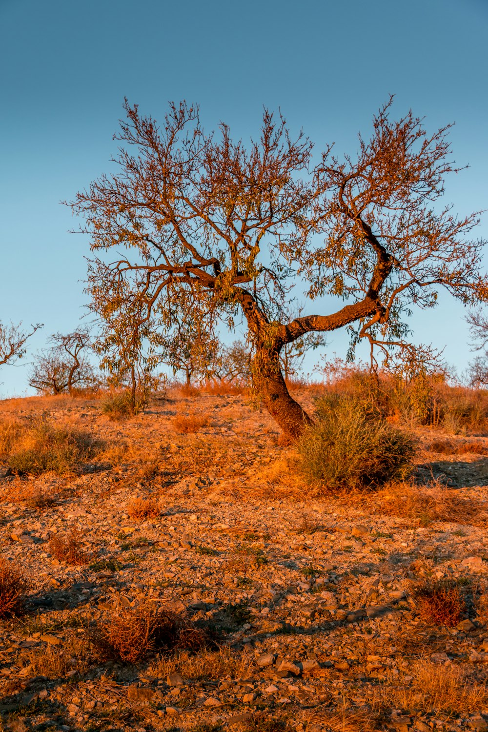 leafless tree on brown grass field during daytime