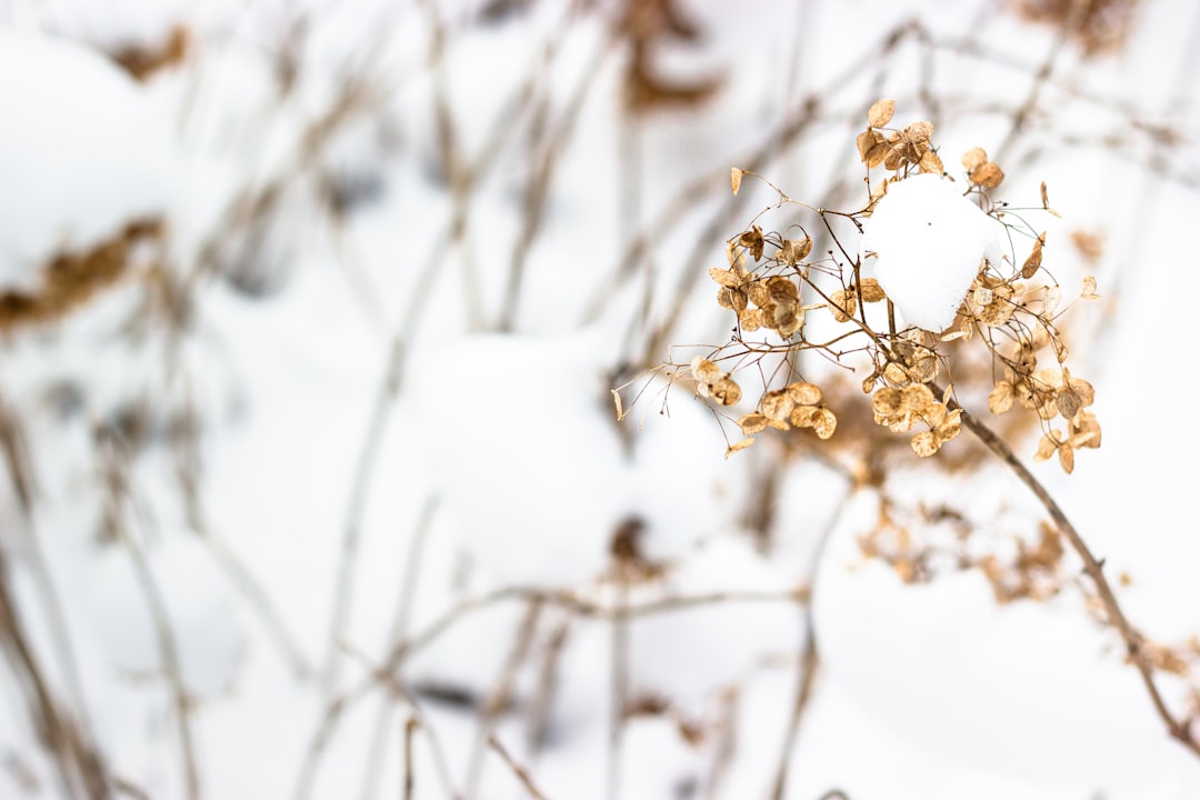 white flower on brown stem