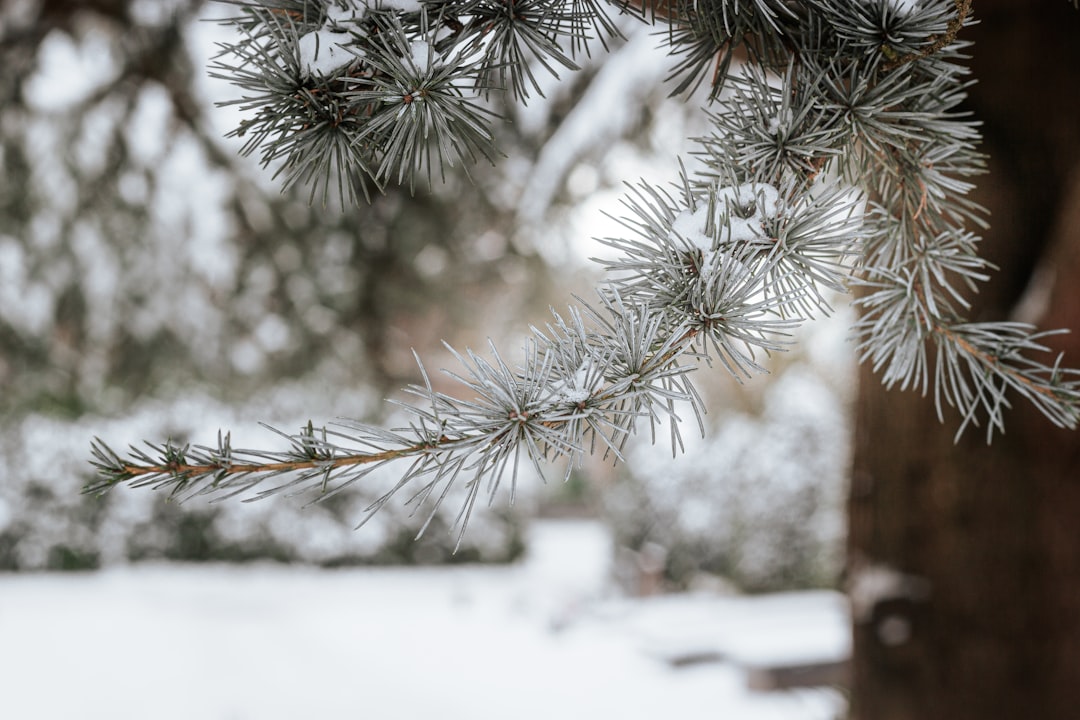 green pine tree covered with snow