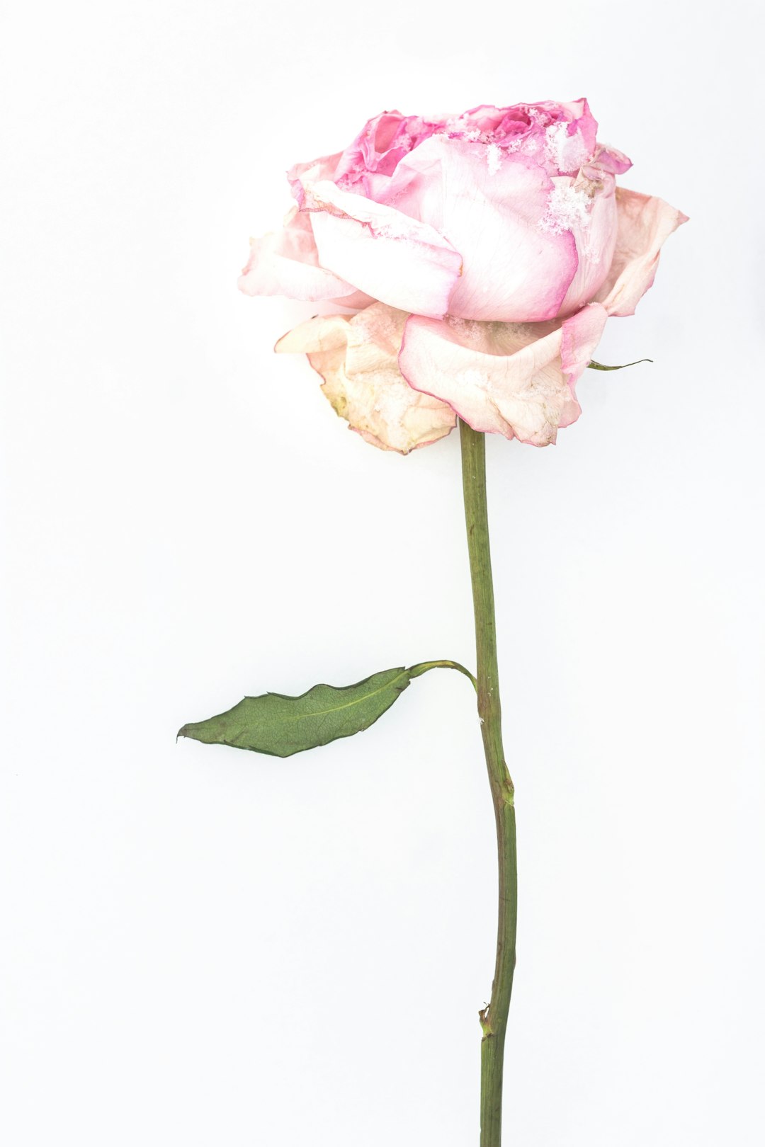 pink rose in close up photography