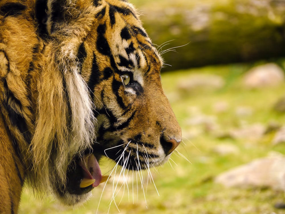 brown and black tiger on green grass during daytime