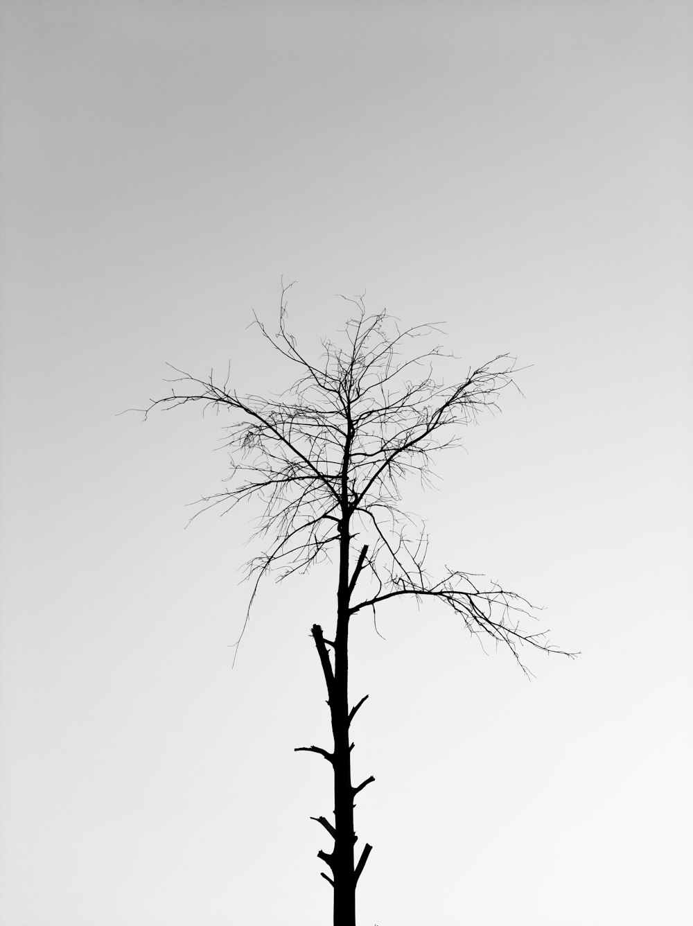 leafless tree under white sky