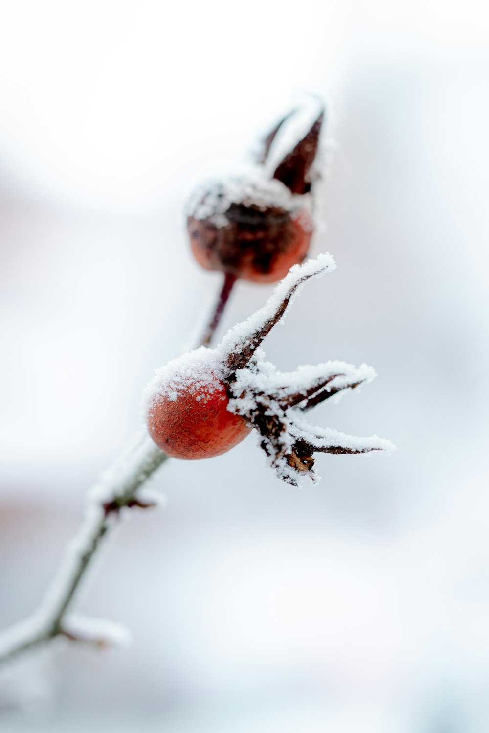 red round fruit in close up photography