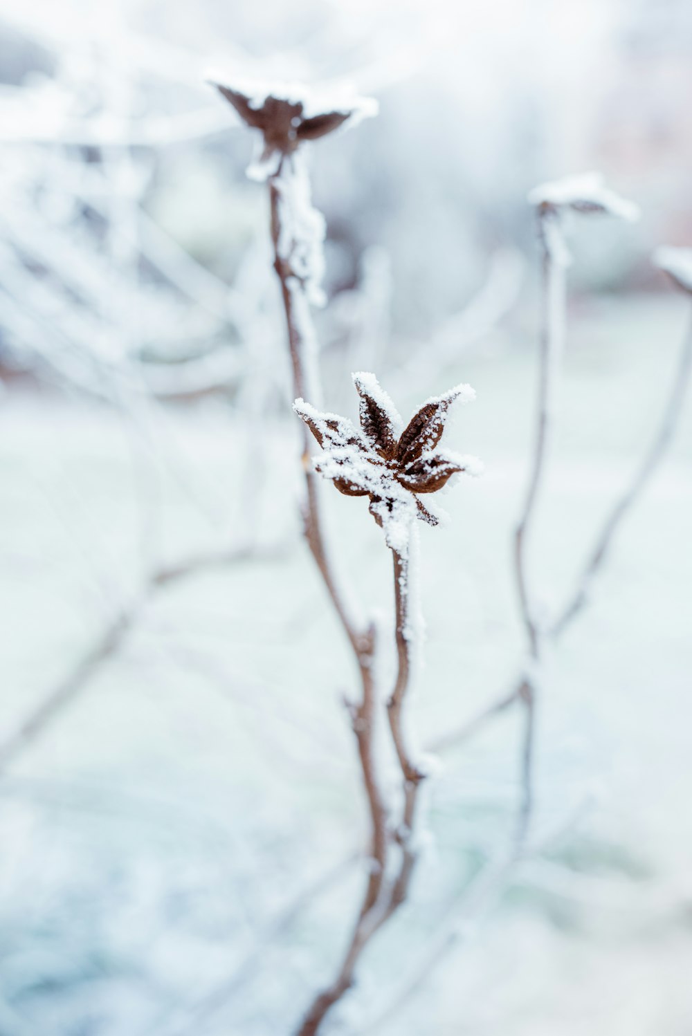 brown and black butterfly on white snow during daytime